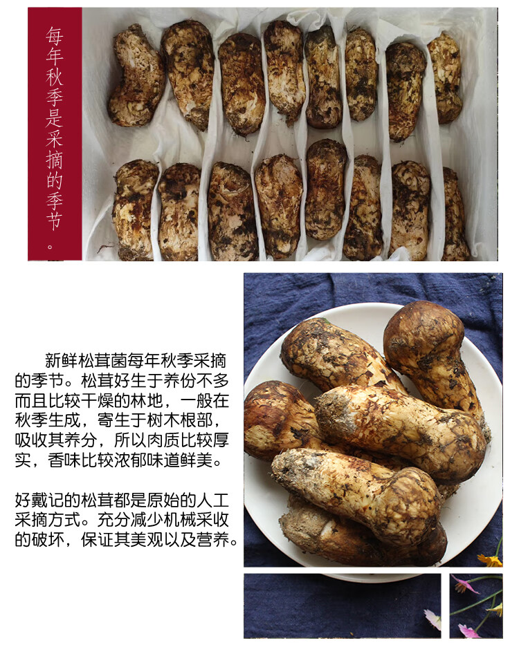 云南松茸新鲜野生菌现货500g68cm食用菌菇精品出口级812cm不开伞出口