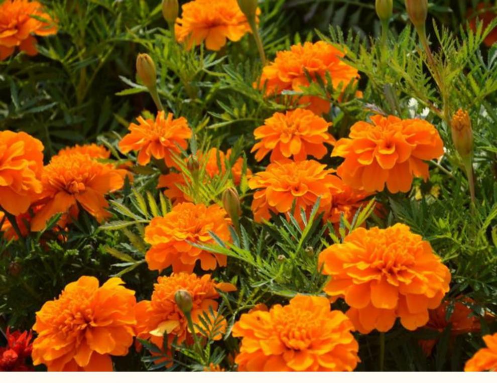 金枝恋 孔雀草种子四季种重瓣复色野花种子花海盆栽花卉景观草花种子