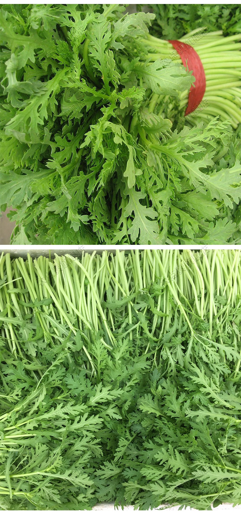 农点赞小叶茼蒿种子茼蒿菜籽种光杆茼蒿种孑蒿子秆高杆皇帝菜种子四季