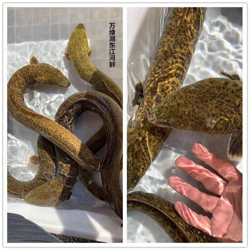 鳗鱼活体新鲜活体河鳗溪鳗花鳗江鳗活体水库养殖鳗鱼白鳝青鳗花锦活体