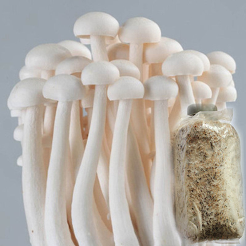 海鲜菇新鲜现采白玉菇农家蔬菜食用菌菇蘑菇鸡腿菇海鲜菇新鲜三斤尝鲜