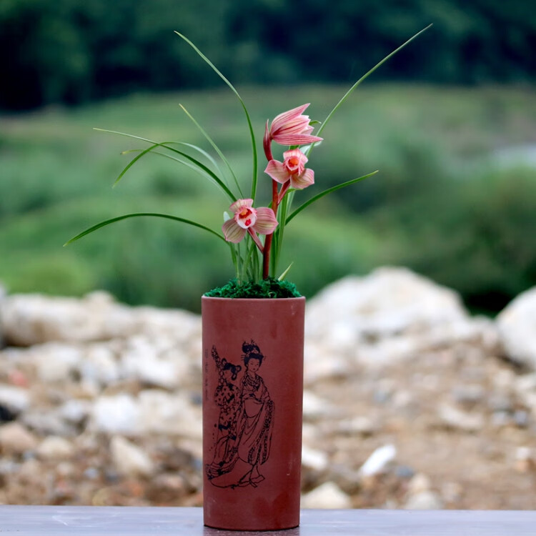 龙峰5苗以上带花苞 室内兰花苗 春兰红芯荷 阳台花卉兰花自然种植t9