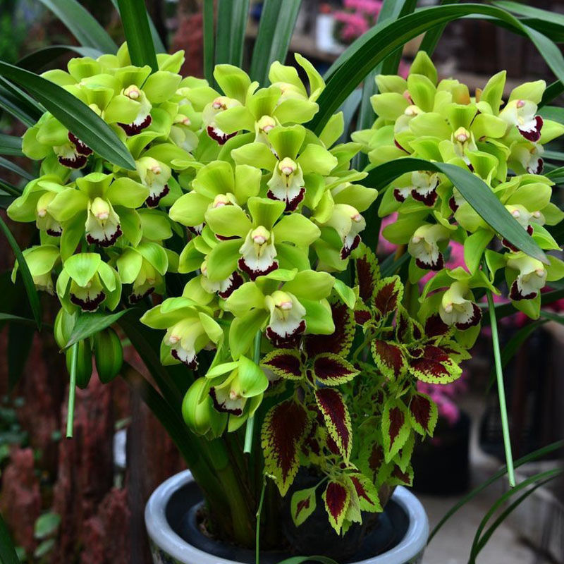 兰花苗建兰墨兰春兰大花蕙兰盆栽绿植兰草今年带花苞超香原盆 绿宝石