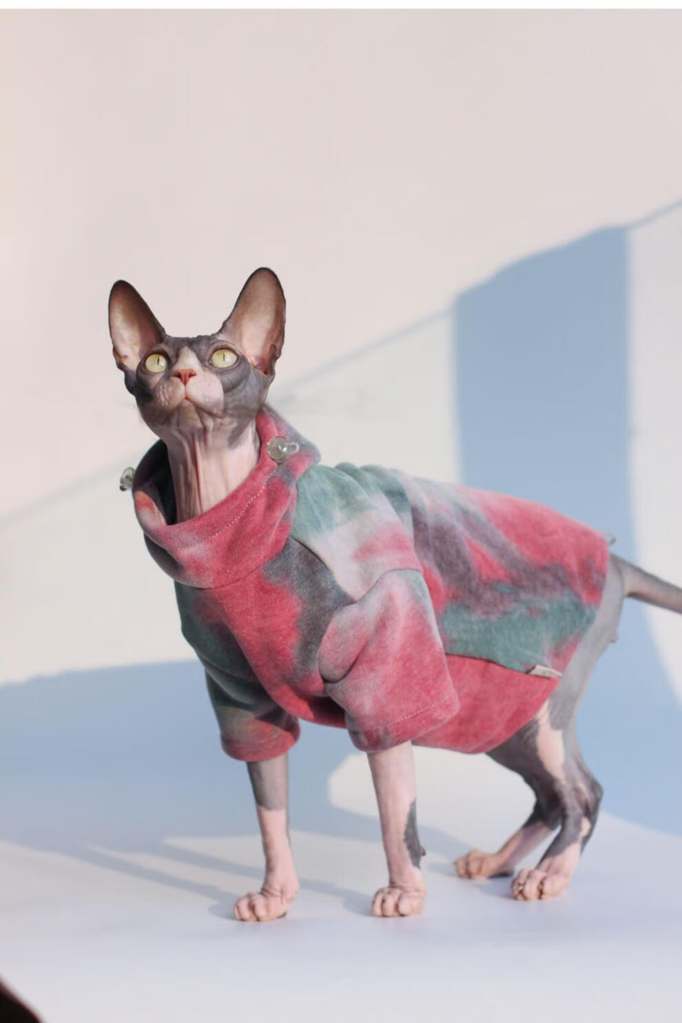斯芬克斯无毛猫衣服斯芬克斯无毛猫衣服德文卷毛猫衣服宠物猫咪狗狗
