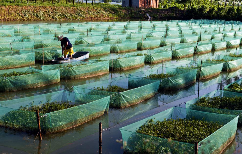 定做黄鳝泥鳅网箱养鱼网箱水产养殖网箱牛蛙小龙虾螃蟹存鱼小网箱全新