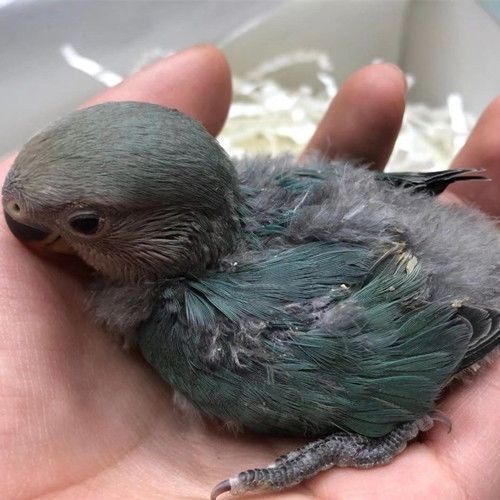 活体黄化幼鸟亲人手养旋风鹦鹉半毛会学说话幼崽鹦鹉 大头虎皮雏鸟 公