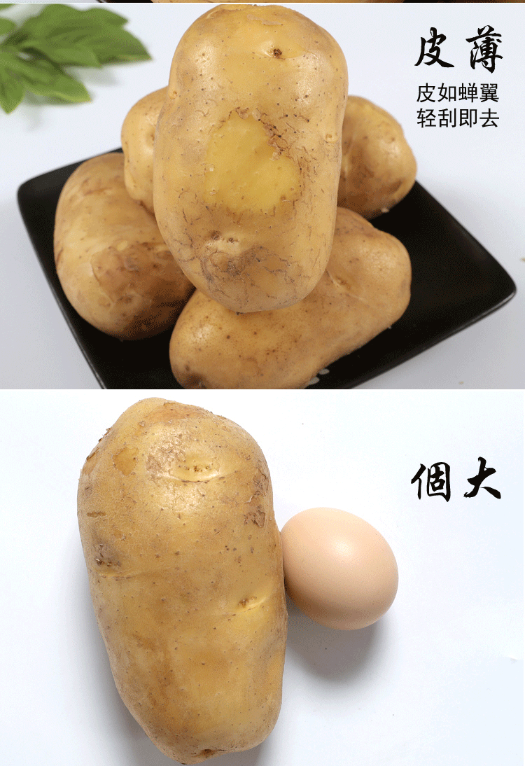 土豆新鲜马铃薯农家新大洋芋农产品黄皮910斤精选大果