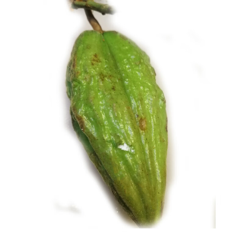 云南新鲜酸扁果野生酸果子毛车藤酸果藤果酸水果食品 3斤【图片 价格