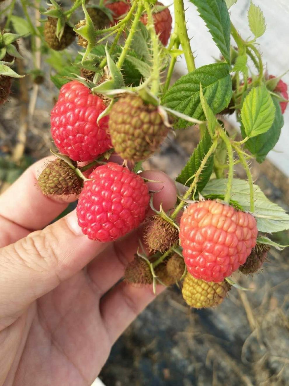 顺丰新鲜红树莓孕妇水果刺泡儿覆盆子树莓顺丰全国发货 2盒50-56颗