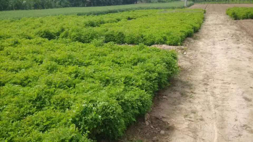 香葶苑1万紫穗槐紫穗槐苗护坡紫穗槐小苗棉槐棉条穗花槐紫穗槐树苗骏