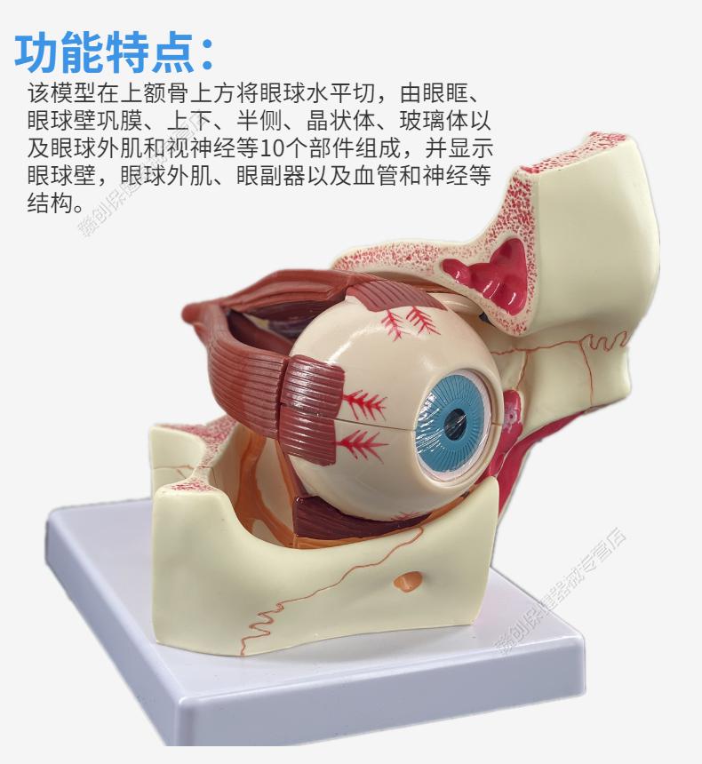 品牌优选娇之乐人体眼球模型6倍放大眼球模型五官科眼睛构造解剖教学