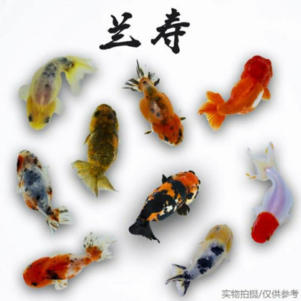 宠以沫chongyimo小尾兰寿玉兔兰寿鱼奶牛兰寿顶红兰寿活体好养冷水