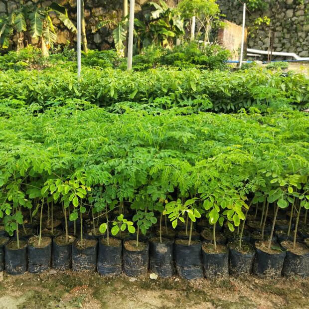 神奇辣木苗 印度辣木苗 盆栽辣木树苗 正宗印度辣木树 辣木籽苗 辣木