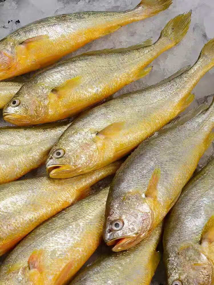 黄花鱼黄花鱼新鲜海捕小黄花鱼纯黄花鱼东海舟山大黄花鱼6斤装56条斤