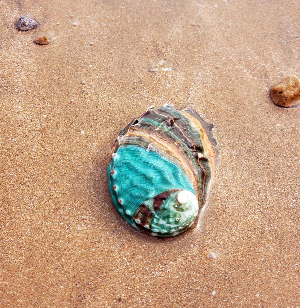 天然海螺贝壳超大非洲鲍鱼壳澳洲大鲍鱼壳鱼缸造景贝盆景盆栽多肉花草