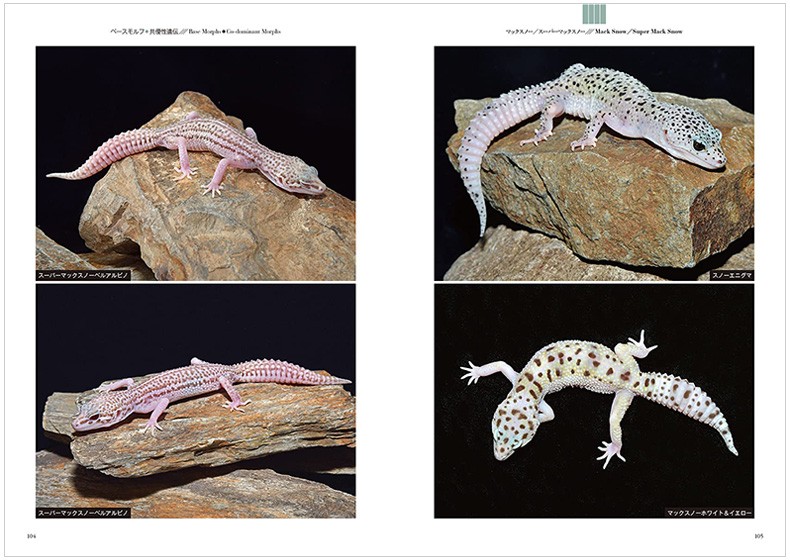 《豹纹蜥蜴品种图鉴:用于选择个体,繁殖和育种 诚文堂新光社 日文原版