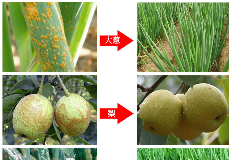 进口剂白粉锈病病1号葱锈病黄瓜辣椒草莓白粉病专用药 10盒【图片