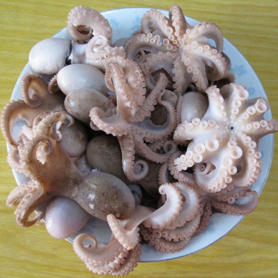 新鲜海捕短腿八爪鱼鲜活速冻迷你八爪鱼翻花小章鱼去牙去脏八爪鱼 去