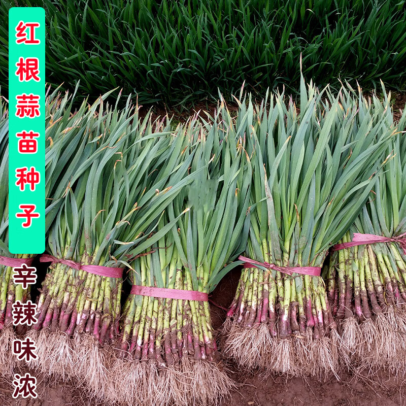 四川红根蒜苗小瓣种子3斤简装【图片 价格 品牌 报价】-京东
