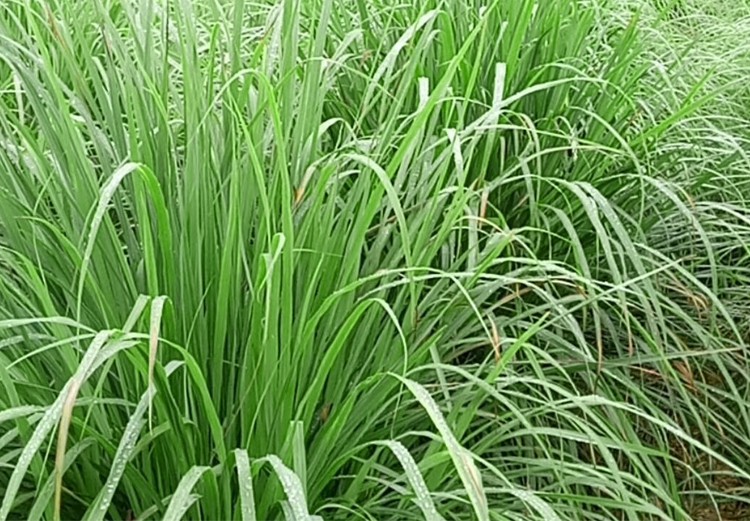 香茅草新鲜香茅500g 柠檬草 香茅草 泰国冬阴功汤原料 火锅调料【图片