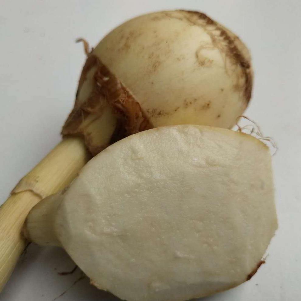云南大慈姑新鲜现挖大茨菇现挖现发马蹄蔬菜茨菰蔬菜白慈姑批发大号