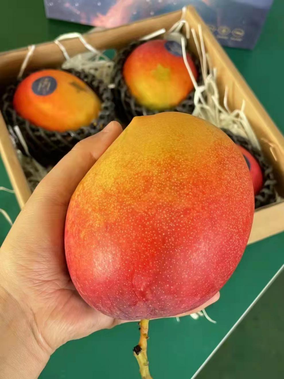 顺丰快递日本品种宫崎太阳之子芒果树上完熟太阳芒礼盒装46个装5斤