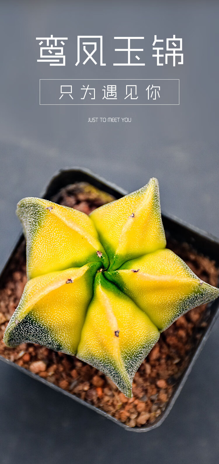 多肉植物仙人球鸾凤玉锦仙人掌科开花室内肉肉花卉绿植小盆栽稀有鸾凤