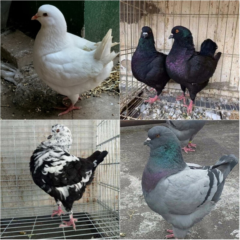 cmcm元宝鸽子纯种正宗活体大体青年观赏鸽公斤鸽元宝种