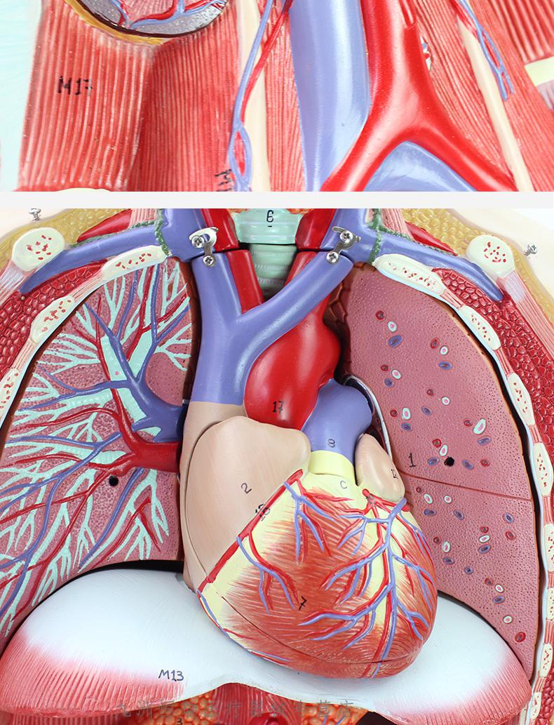 豪华款丨人体解剖模型医学教学内脏心脏器官结构全身可拆卸 高品质