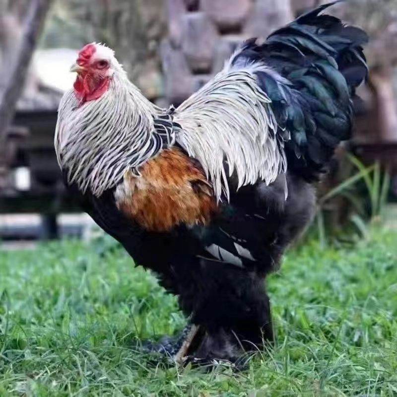 婆罗门纯种梵天鸡幼崽活鸡幼鸡巨型大体型婆罗门进口源种鸡 婆罗门