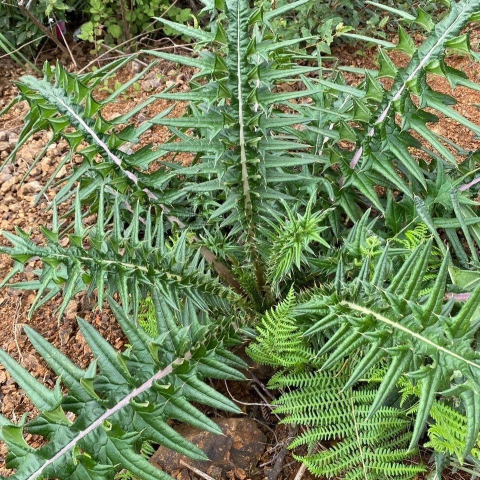 【精品好物】云南野生大蓟根马刺根恶刺萝卜新鲜现挖炖鸡排骨猪蹄 2斤