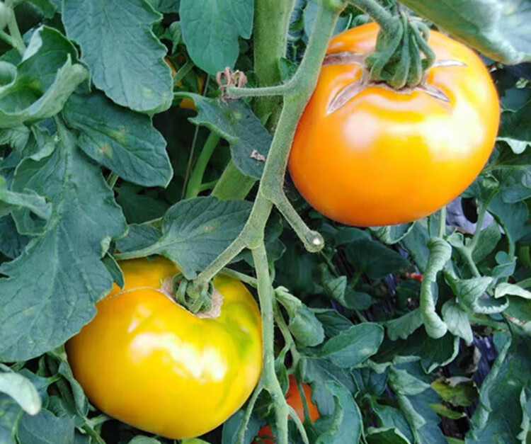 媚调 大黄柿子黄色西红柿水果柿子东北黑龙江牡丹江宁安新鲜蔬菜水果