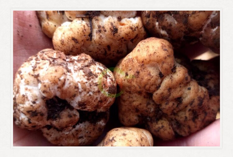 新鲜白松露500g 真正野生白块菌非黑松露 顺丰鲜松露 鲜小颗粒白松露1