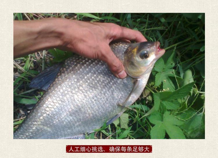 湖北特產水庫新鮮武昌魚淡水魚鯿魚鯧魚燒烤食材清蒸紅燒現殺現發一條