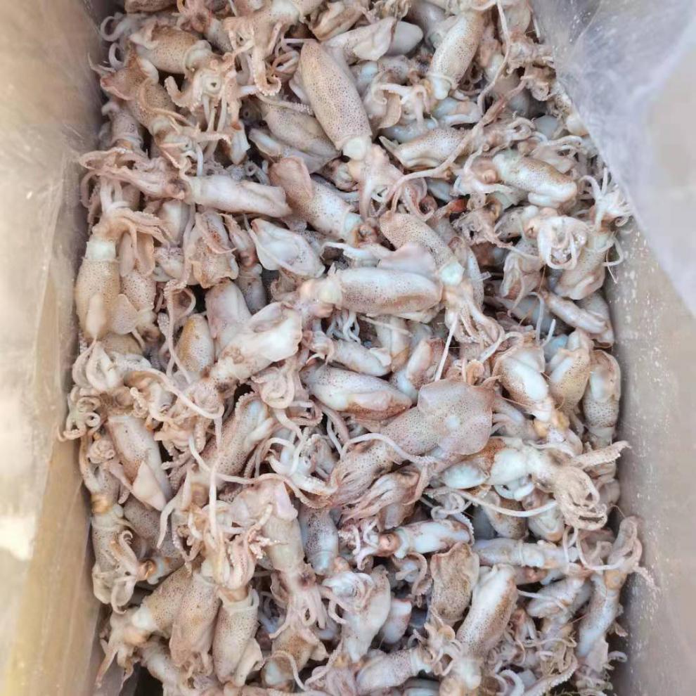 新货海兔笔管鱼新鲜盐渍海兔海鲜干货海兔干墨鱼干乌子海产批发brang