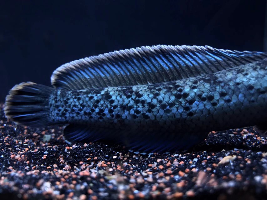 zxc蓝宝石雷龙,鬼王雷龙,k流域蓝宝石雷龙 3左右5条【图片 价格 品牌