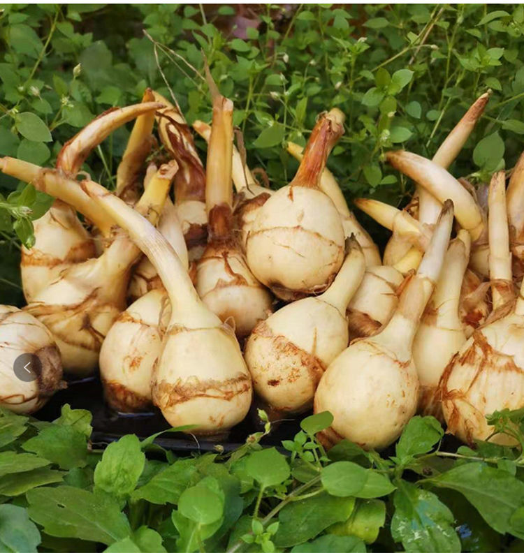 新鲜茨菇白茨菇现挖现发农家自种白茨菇 粉糯茨菰白马蹄 3斤装 粉糯大