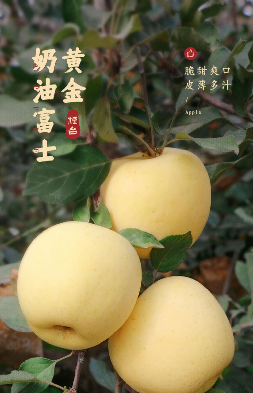 顾一山东烟台黄金奶油富士苹果奶油苹果新鲜水果黄金当季整箱奶香9斤