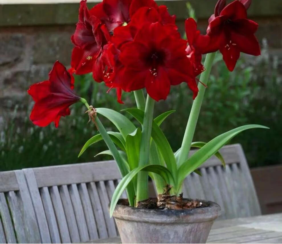 荷兰进口重瓣朱顶红超大朱顶红花苗盆栽花卉带花苞四季开花28-30cm