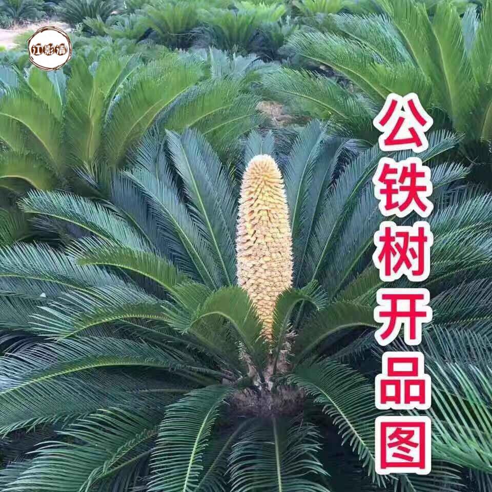 铁树盆栽 铁树小苗室外室内植物景观 12公分左右一颗【图片 价格 品牌