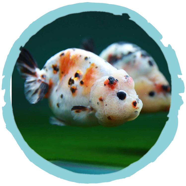 zxc奶牛水墨兰寿金鱼活鱼冷水观赏鱼苗五花寿红白黑兰寿精品包活好养