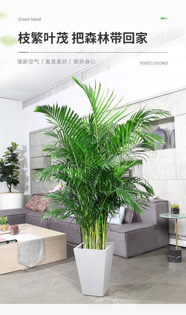 网红散尾葵客厅大型绿植散尾葵室内盆栽植物袖珍椰子绿植凤尾竹大