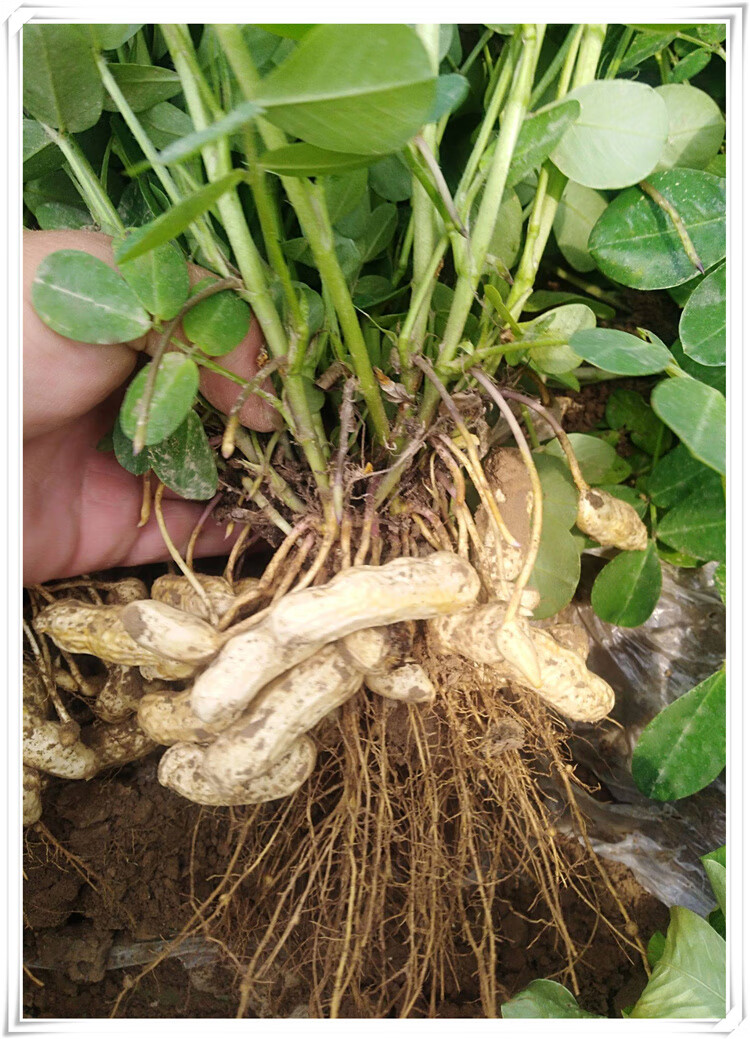 2021新货东北红皮花生米吉林红衣花生豆新鲜花生仁四粒红5斤2件