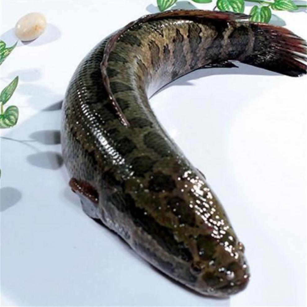 精品免浆黑鱼片250g袋活鱼现杀水煮火锅酸菜鱼精心选料新鲜1袋体验装