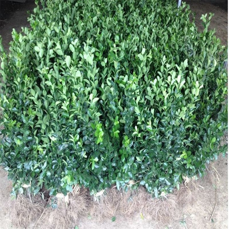 农民老史冬青苗冬青树耐寒耐热树苗冬青树苗篱笆苗围墙庭院绿化苗四季