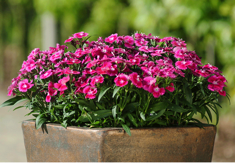 畷园五彩石竹种子常夏石竹花种籽子四季开花混色易