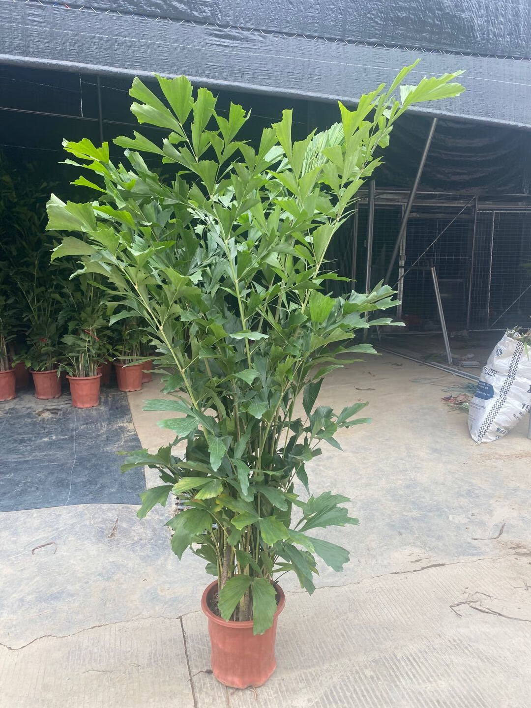 【送货上门】鱼尾葵盆栽大型室内外好养绿植办公室客厅卧室四季常青净