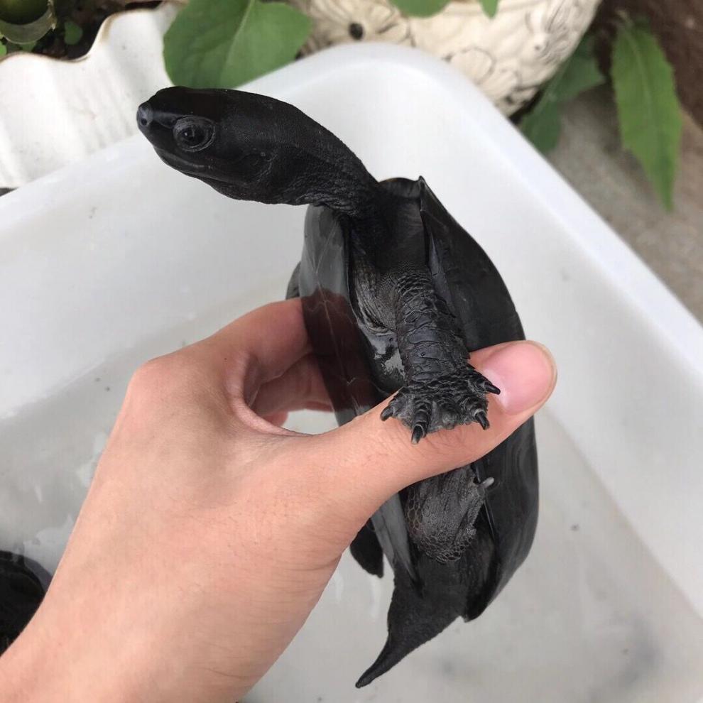 顶墨龟苗活体小乌龟外塘宠物黑腹观赏龟全黑情侣一对中华草龟一只母