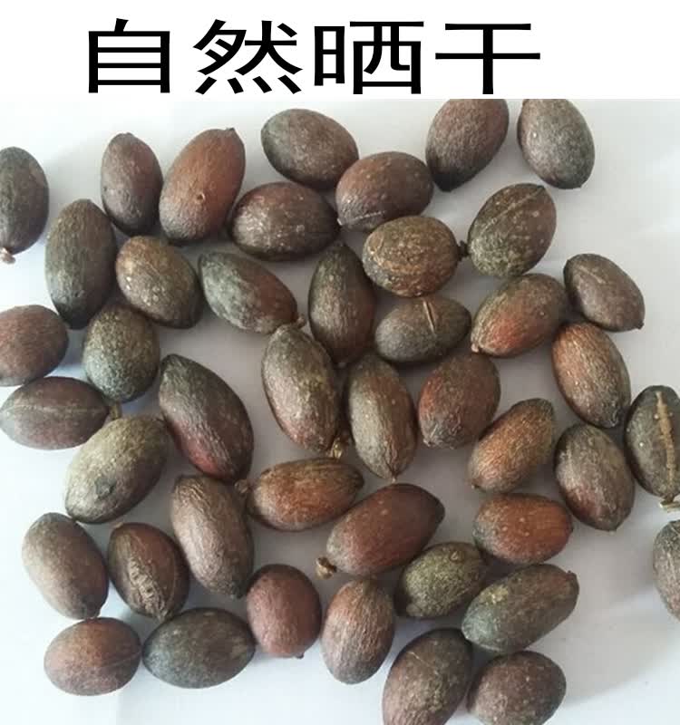 野生中药材葵树子葵树籽 葵扇子 葵扇籽 蒲葵籽 蒲葵子500g【图片
