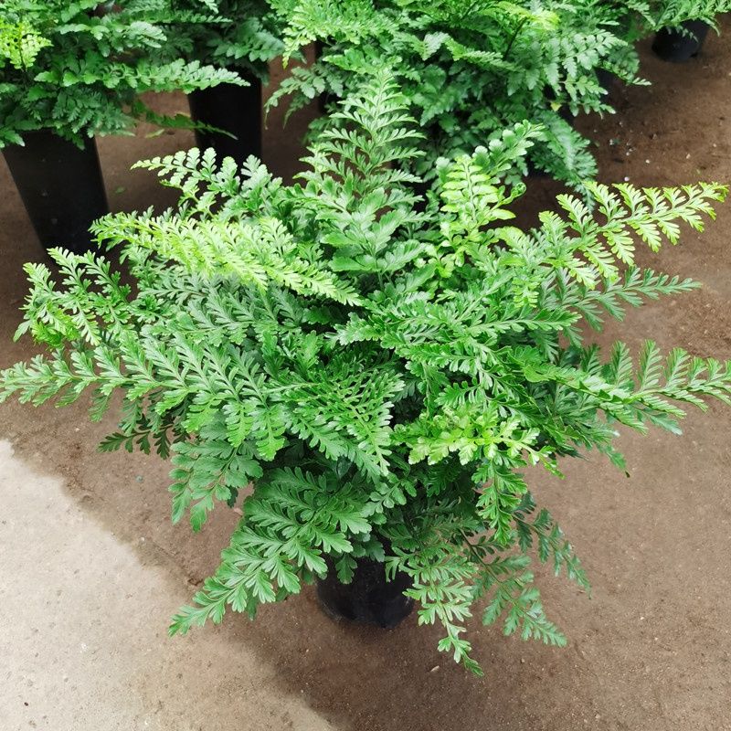 吉姆蕨室内客厅四季常青盆栽宝石蕨桌面造景蕨类净化空气观叶绿植